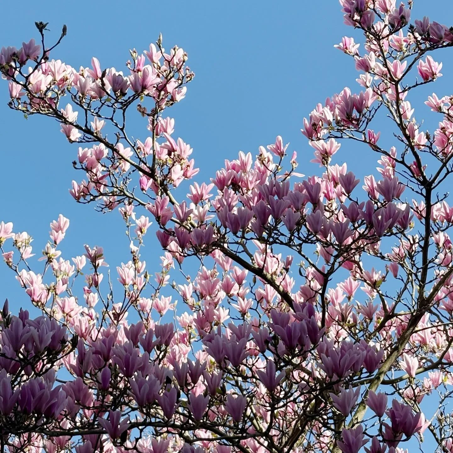 There&rsquo;s something about spring light 🌸☀️ Perfect for bringing this Notting Hill home to life. Install days in full swing ✨
.
.
.
#interiordesign #seasonsdesign #styling #londonhome #nottinghillinteriors