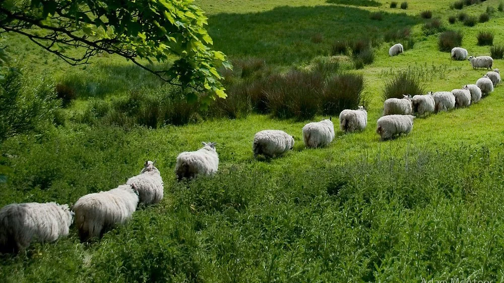 The lunatics are taking over the asylum - lockdown week 6