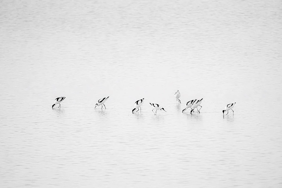 A7V07687_1200px.jpg