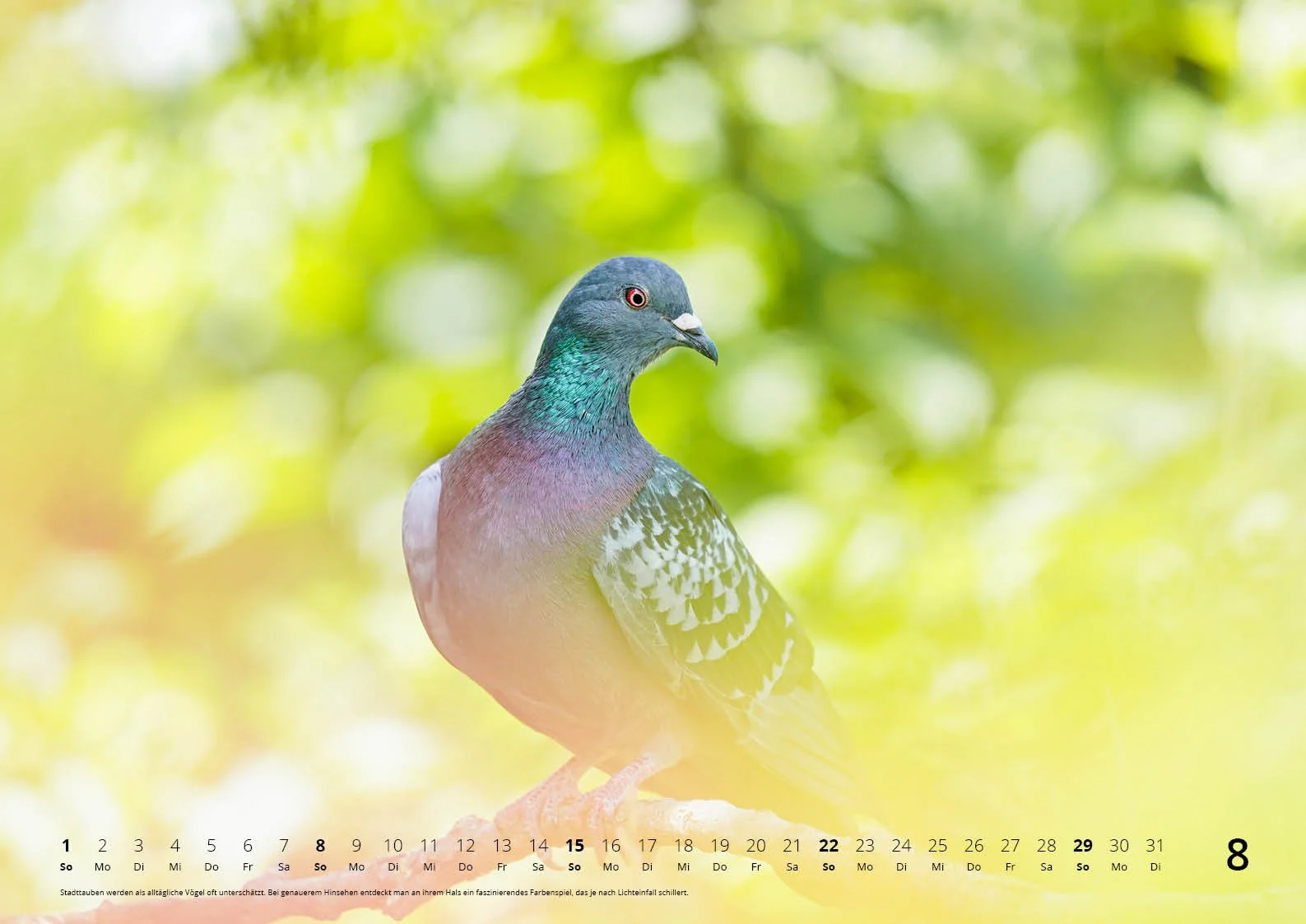 fotokalender2027_natur_420x297_02-2_9.jpg