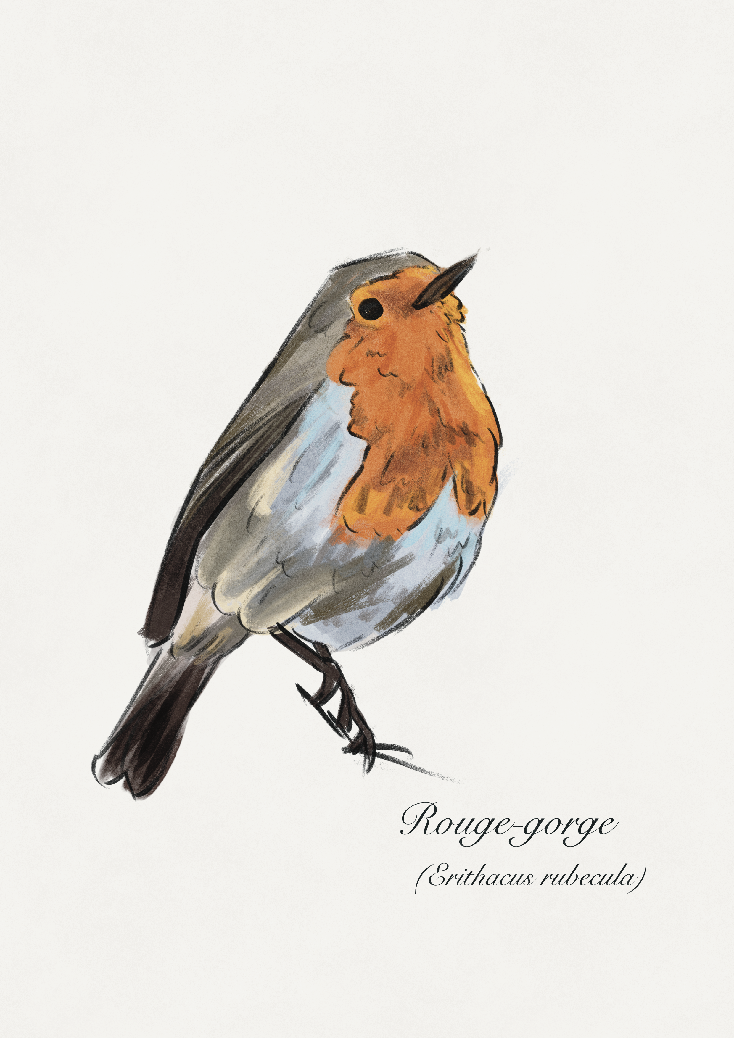 dessin rouge-gorge