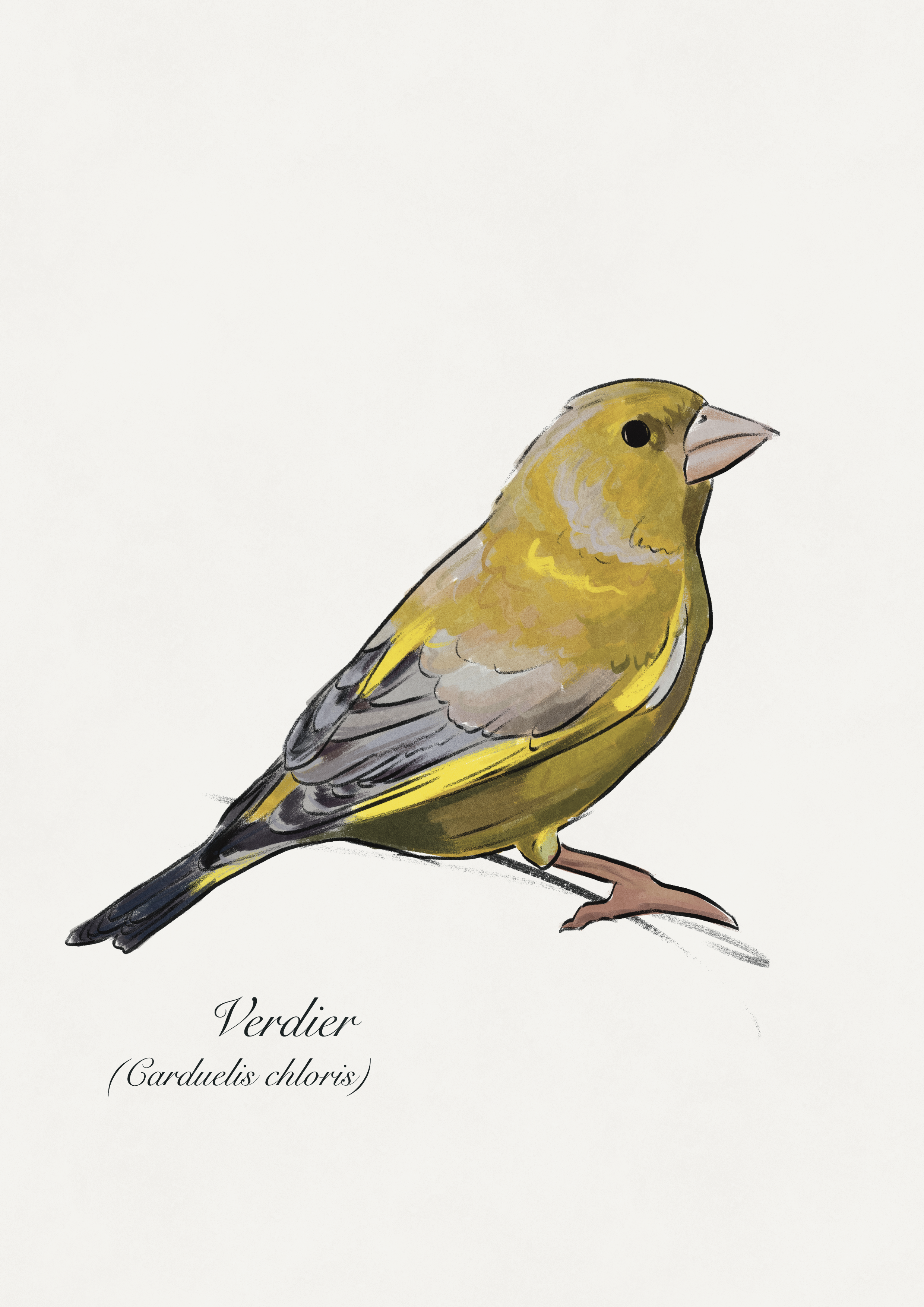 dessin verdier oiseau