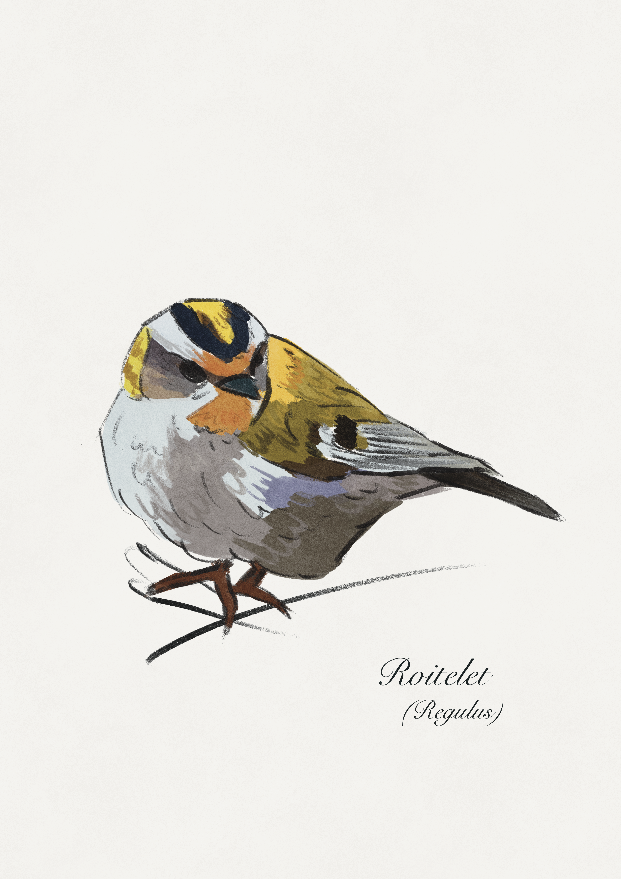 dessin roitelet oiseau
