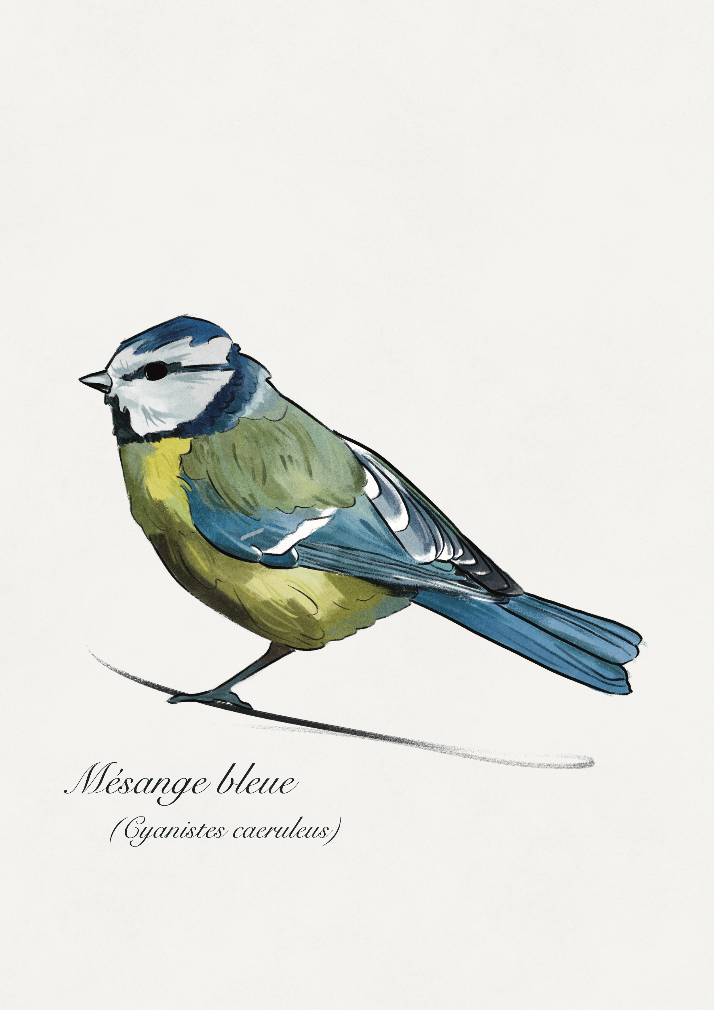 dessin mesange bleue