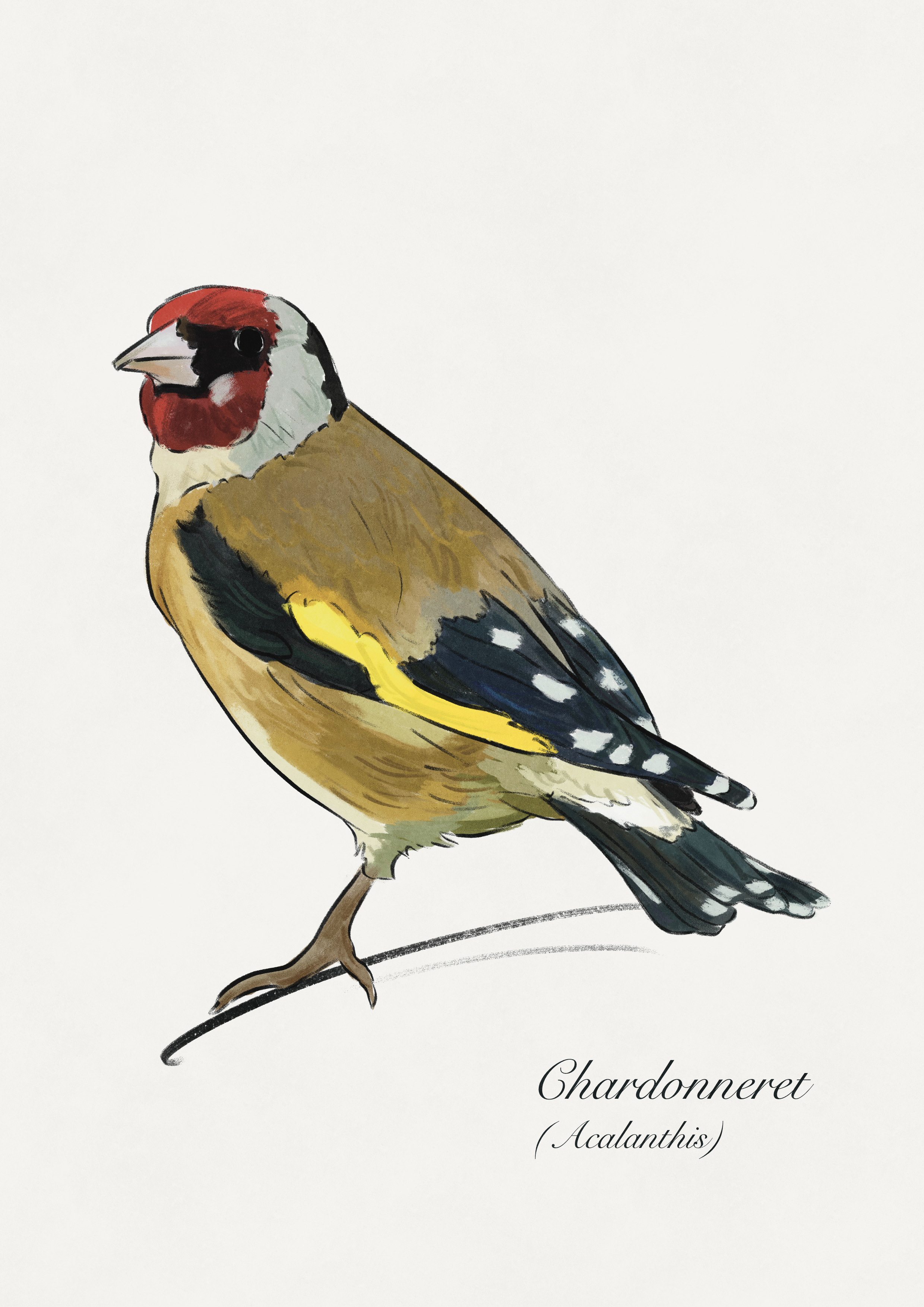 dessin oiseau chardonneret