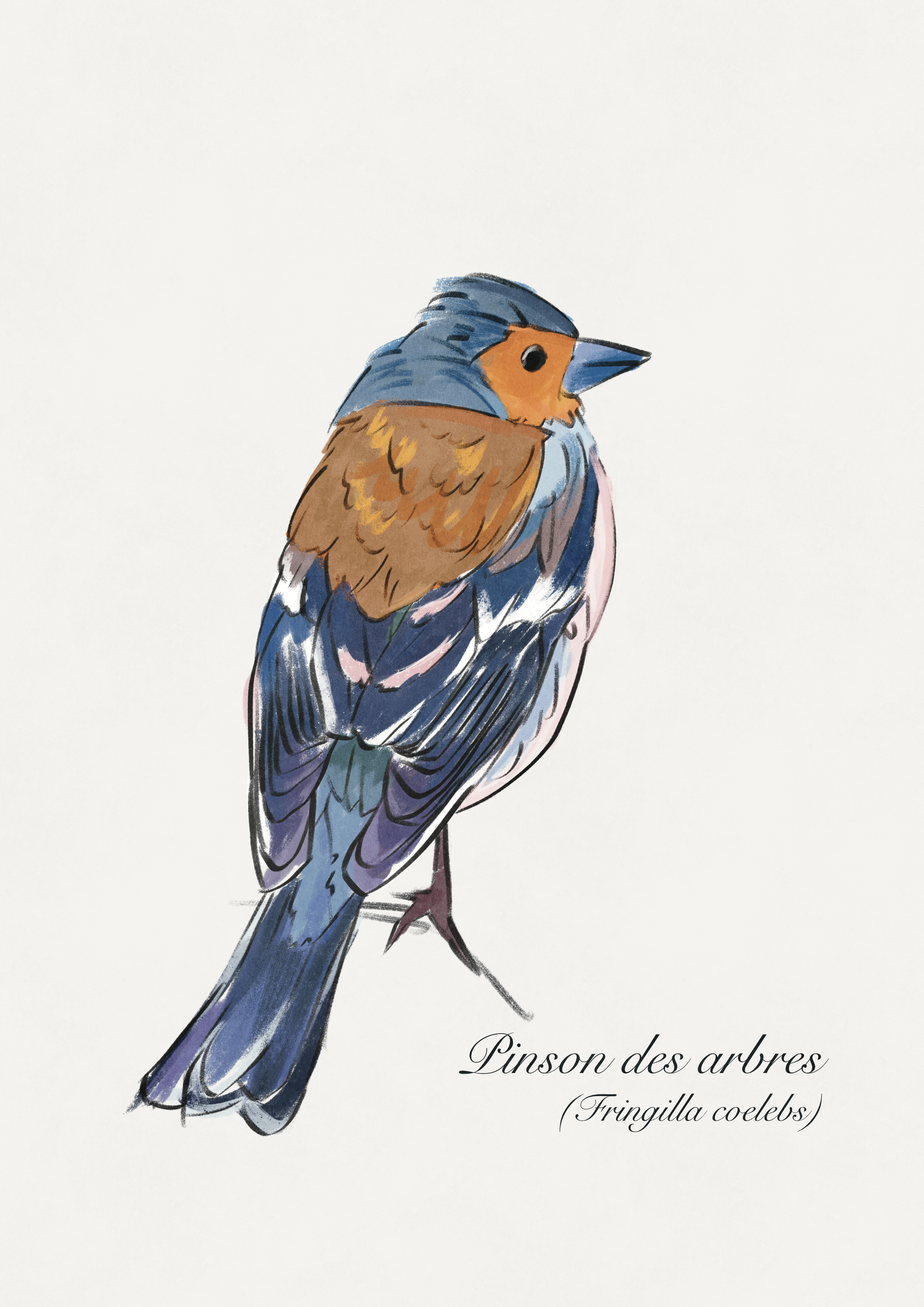 dessin oiseau pinson des arbres