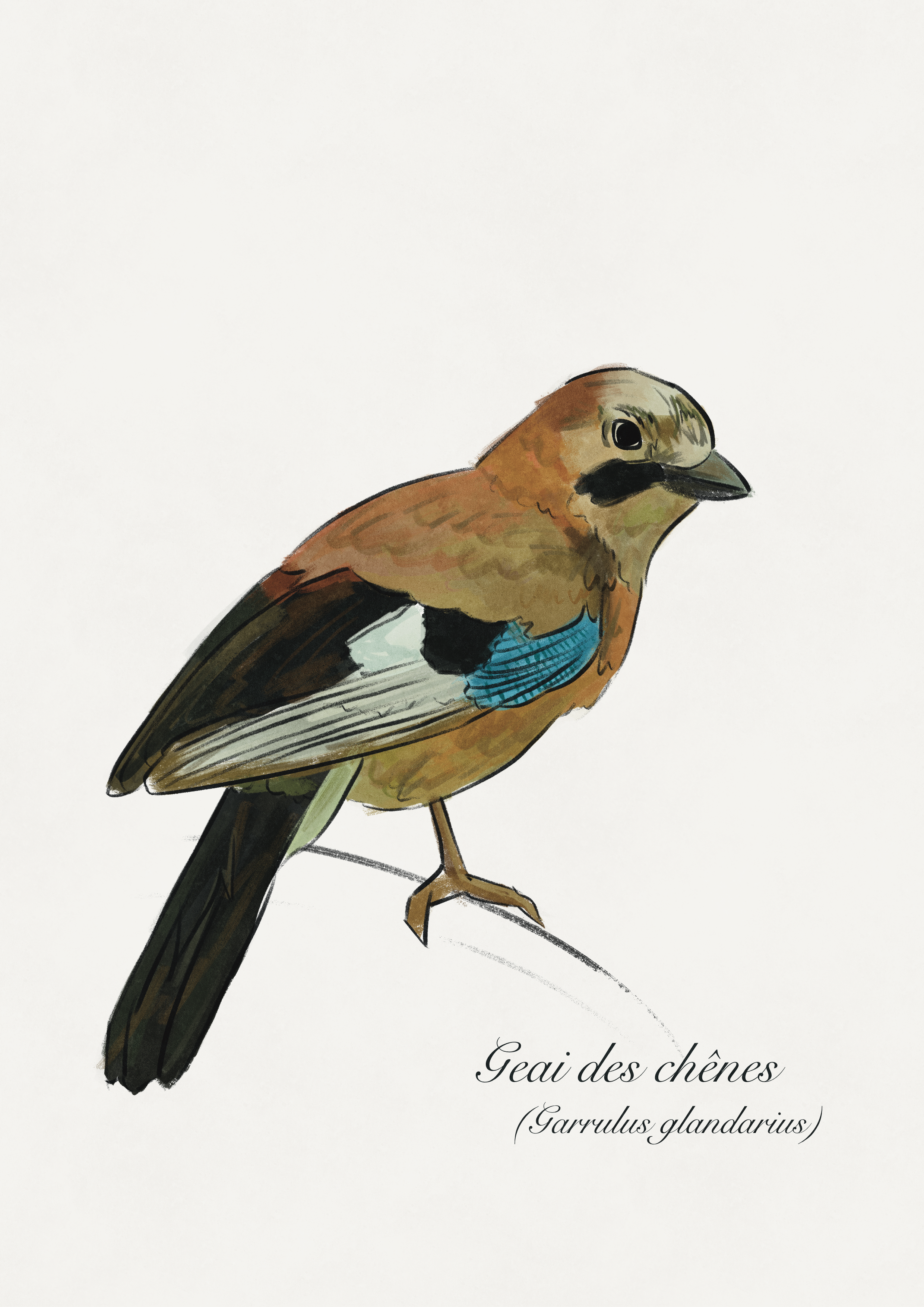 dessin oiseau Geai des chênes
