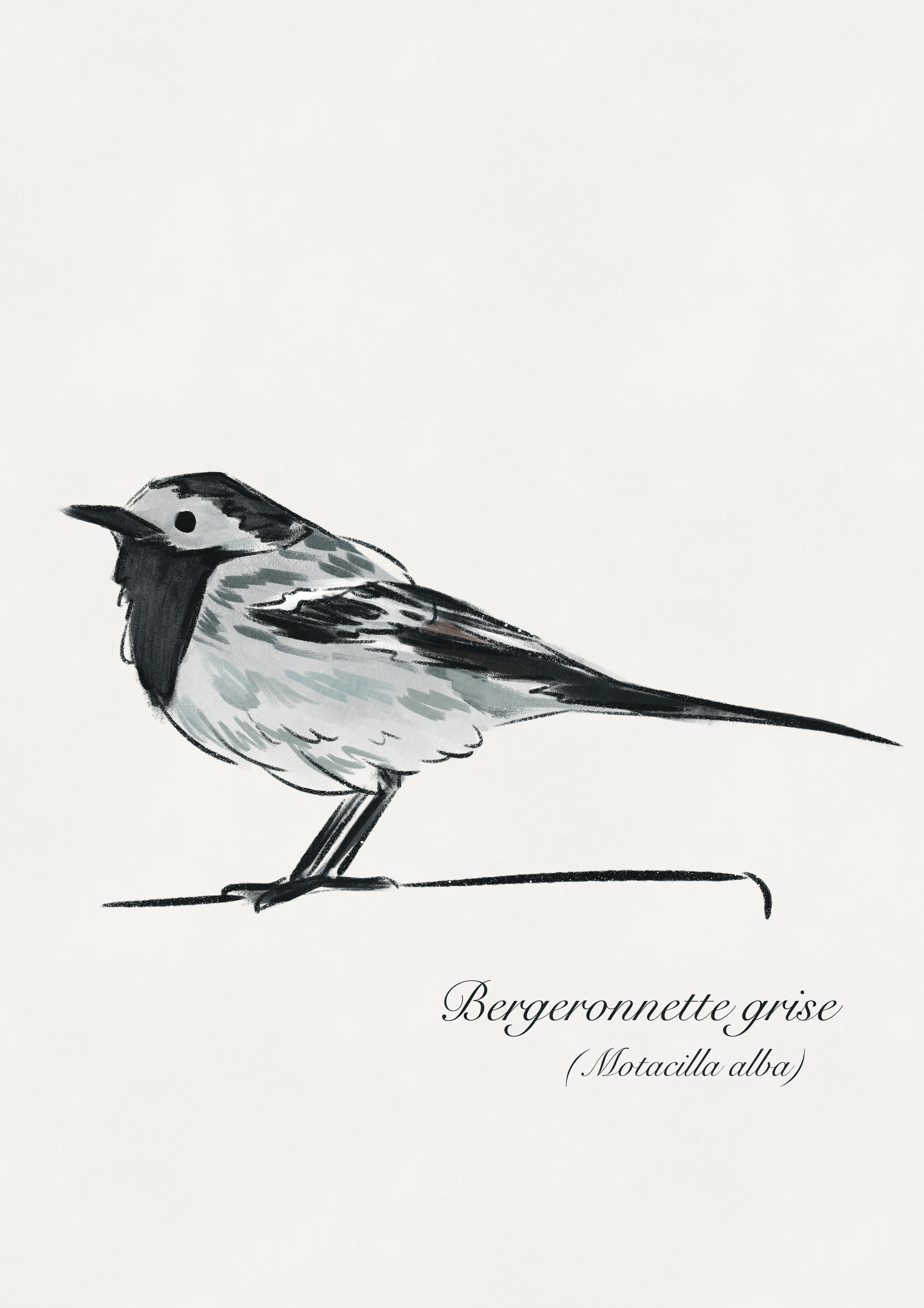 dessin oiseau bergeronnette grise