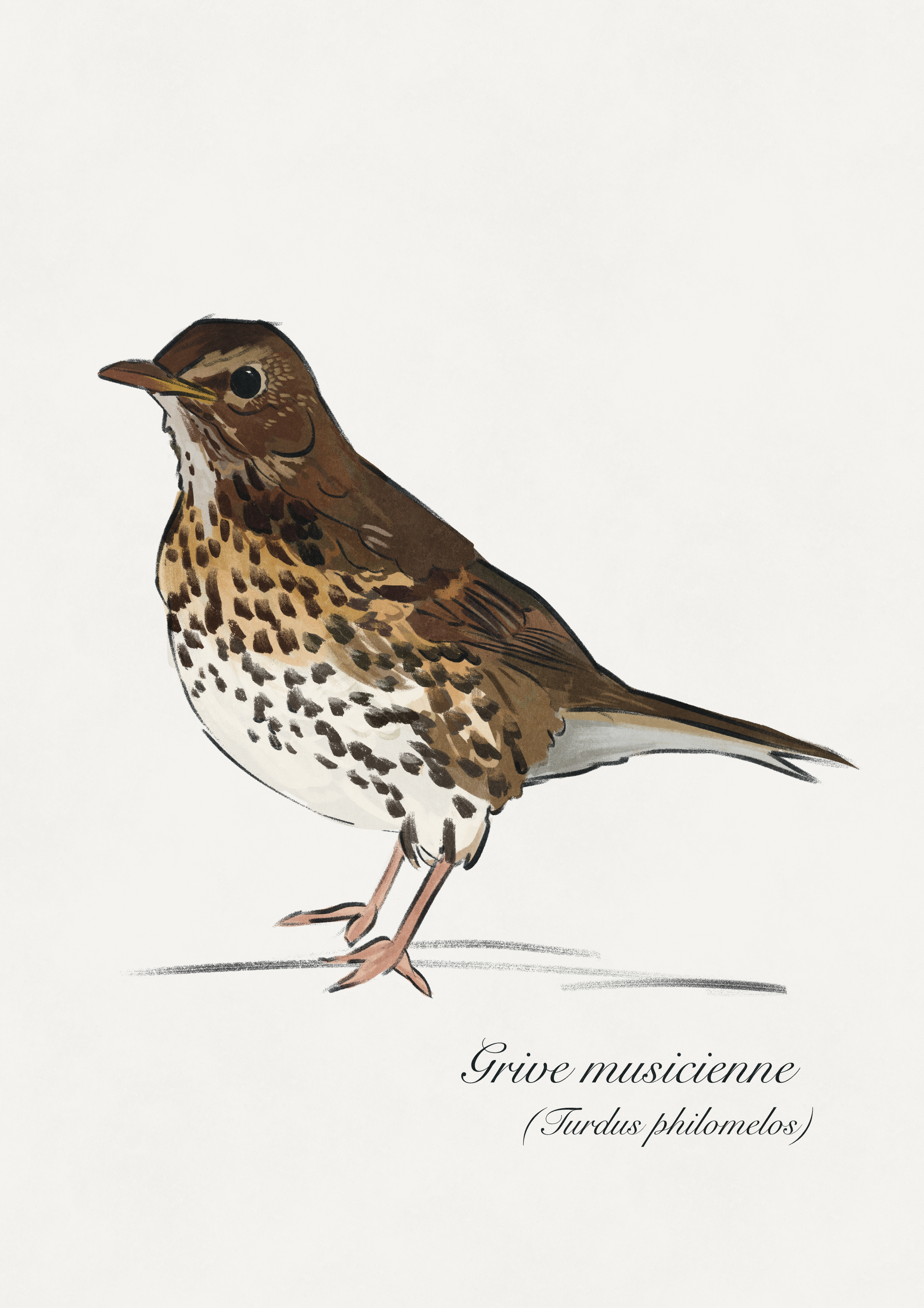 dessin oiseau grive musicienne