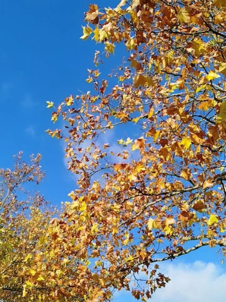 Walking with the earth. Enjoying small moments of pause and bathing in the autumn light and winter darkness that arrived fast, like every year. As seasons shift and transition, something does inside me too. This time, I'm practicing to stay in relati