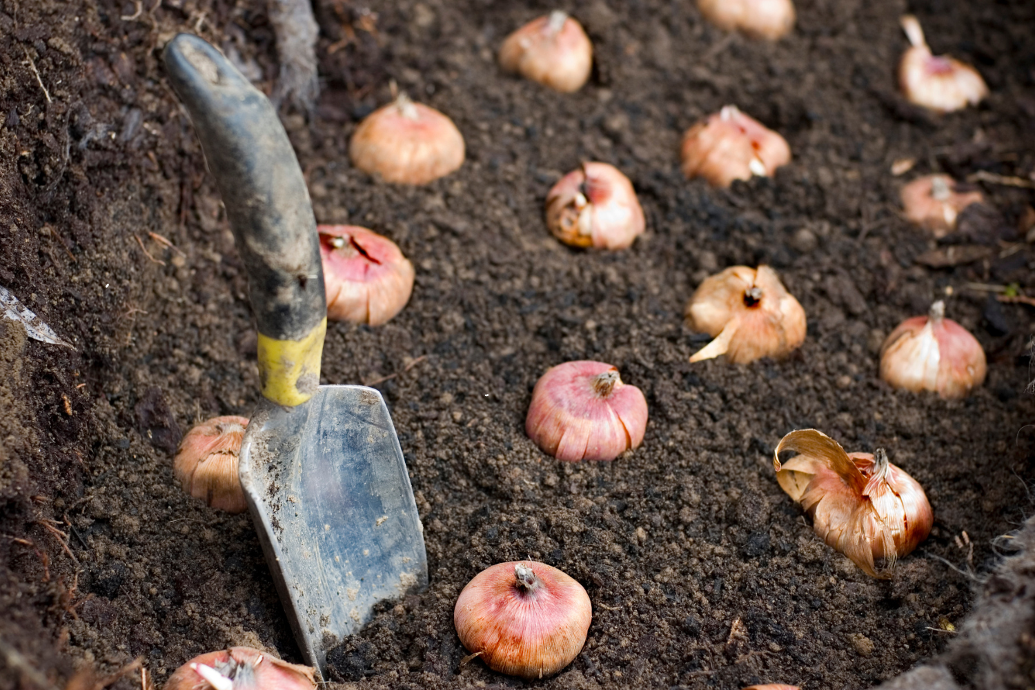 planting bulbs in dirt