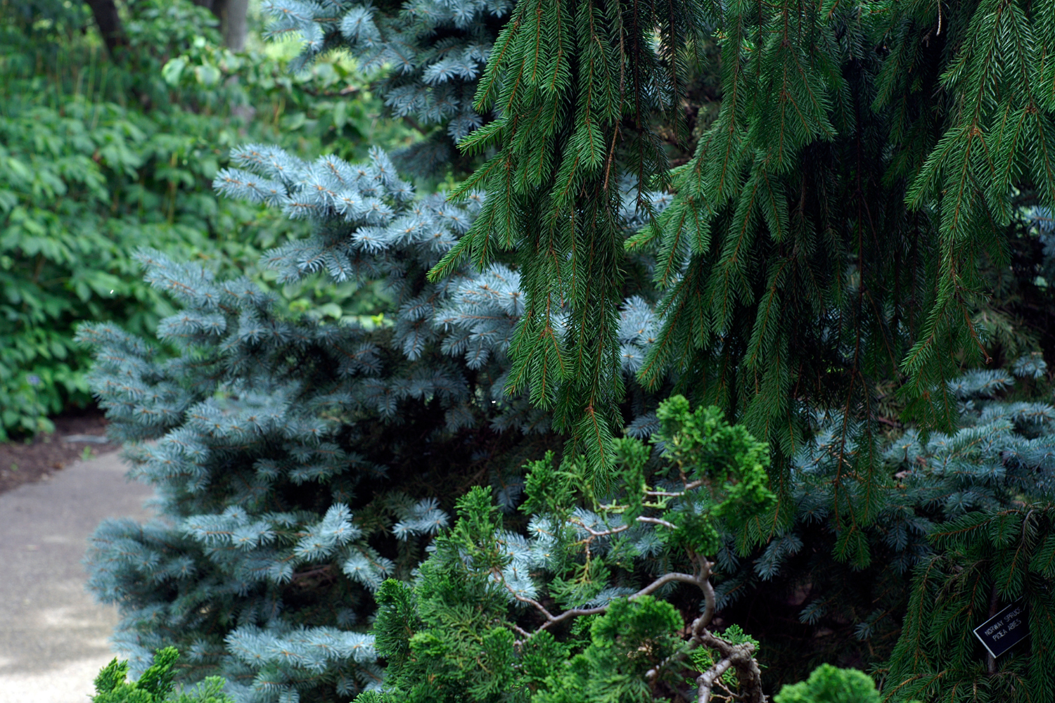 Close-up of various evergreen branches, including blue spruce, pine, and other coniferous trees, in a garden setting.