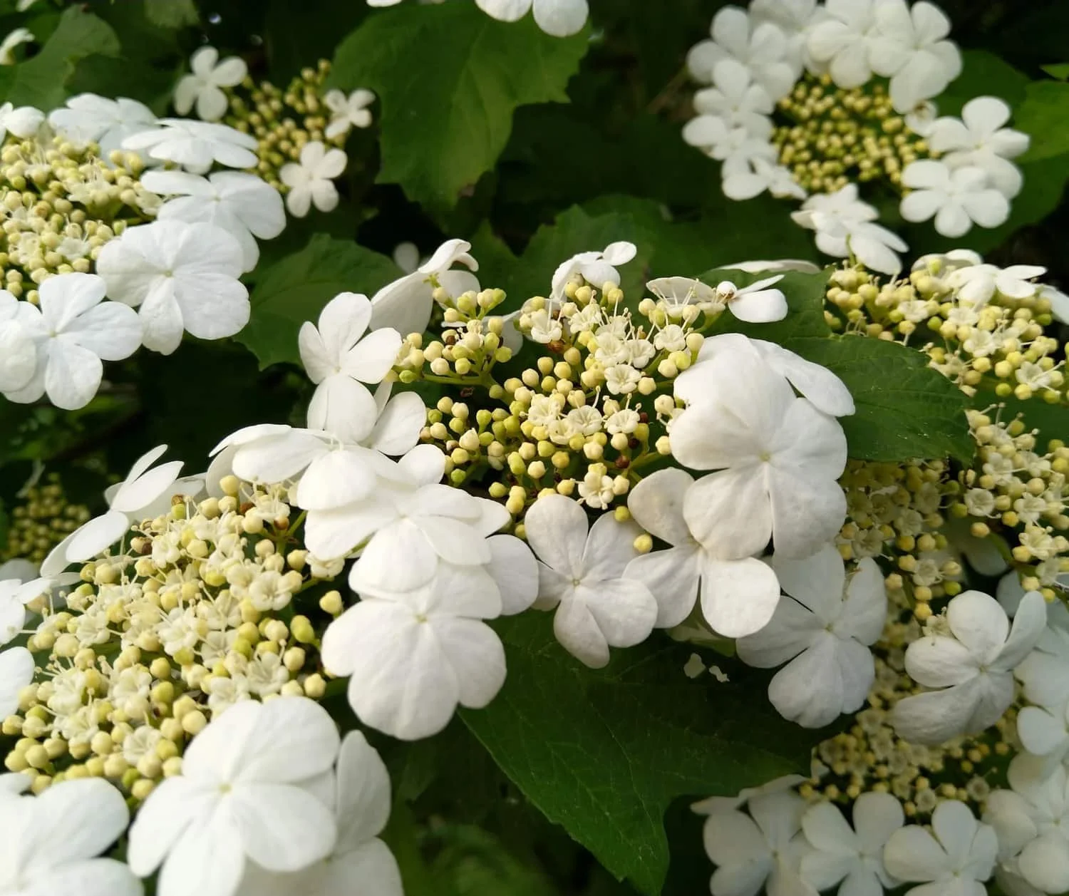VIBURNUM  