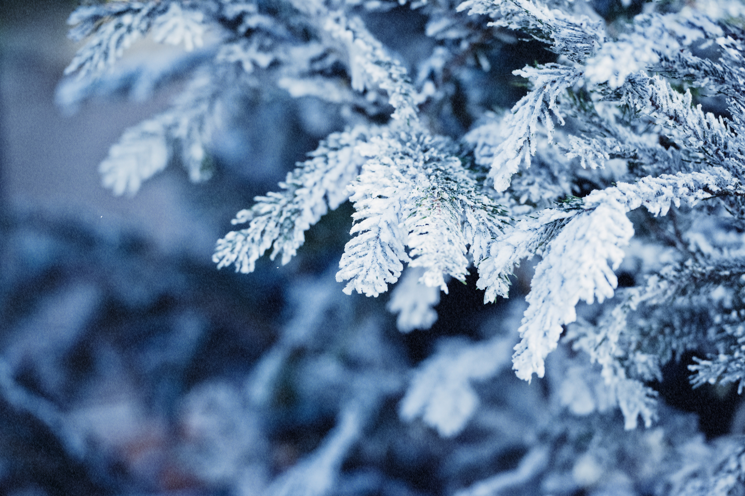 Protecting Your Trees this Winter