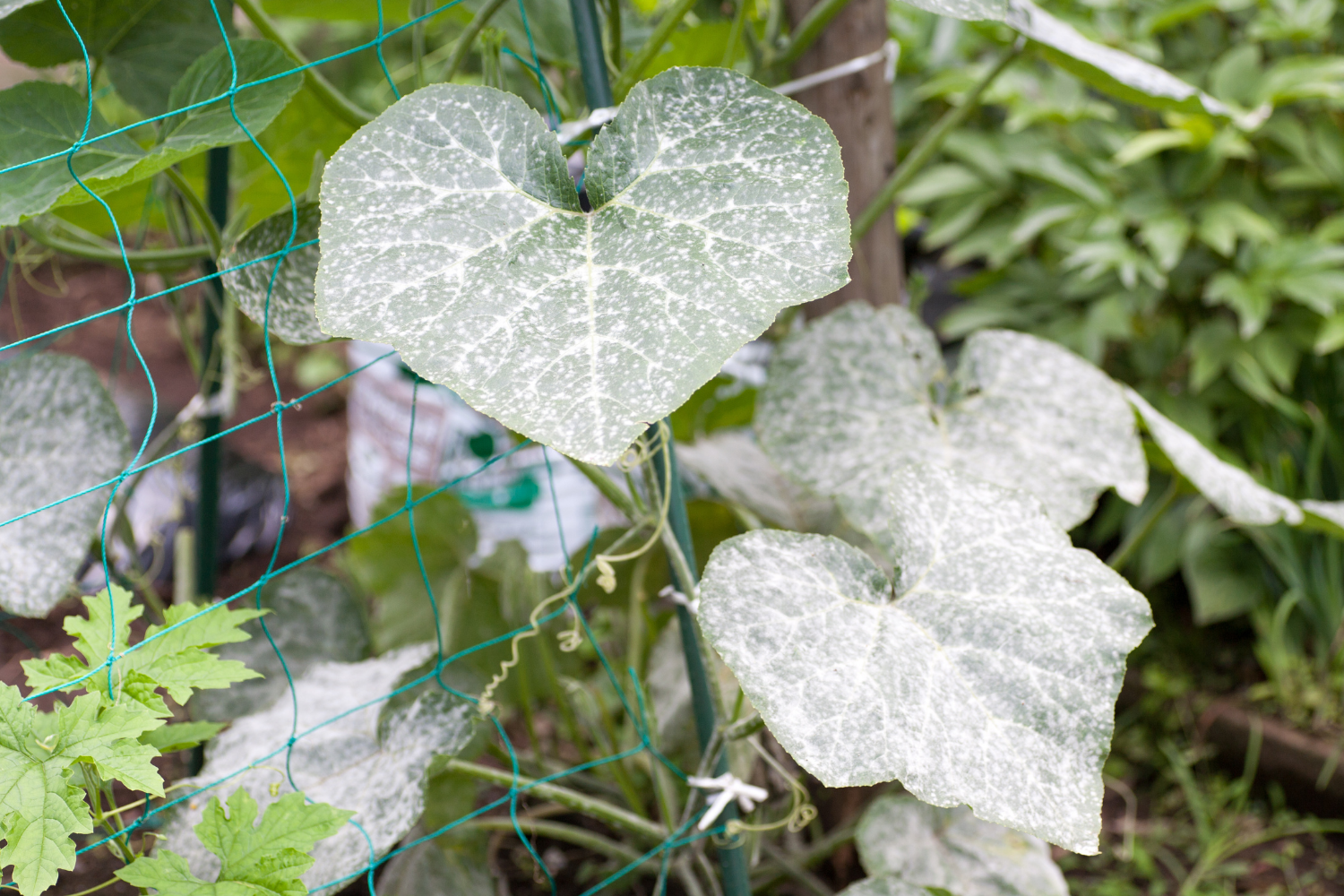Powdery Mildew 101