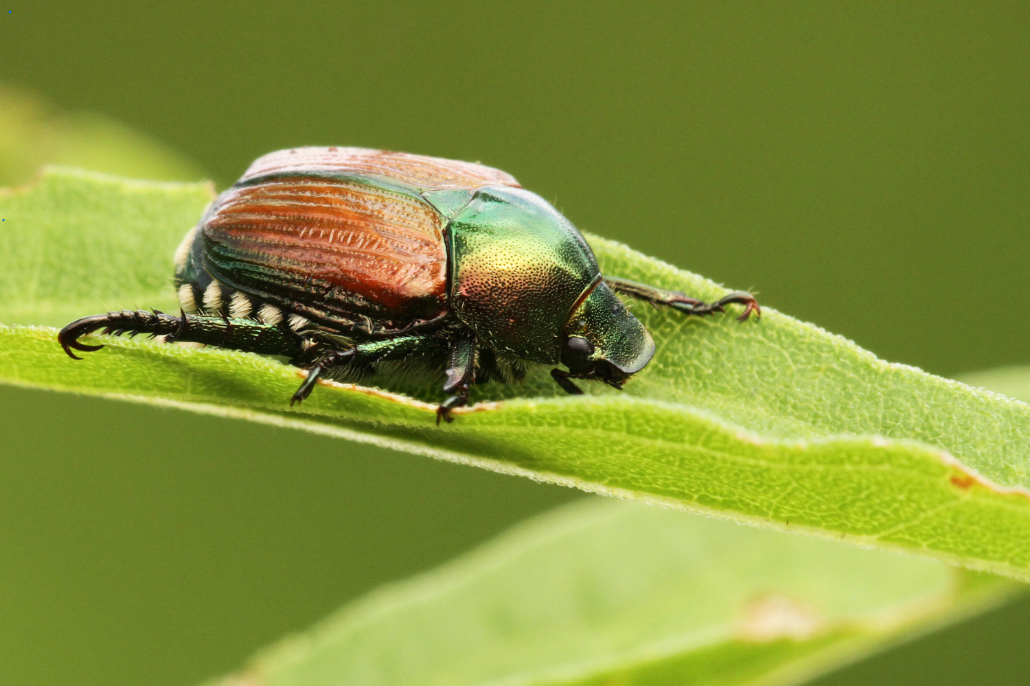 close up of a Japanese beetle