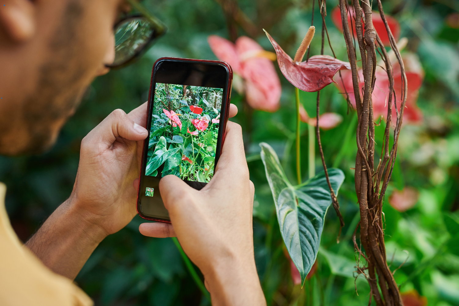 taking a picture of a garden
