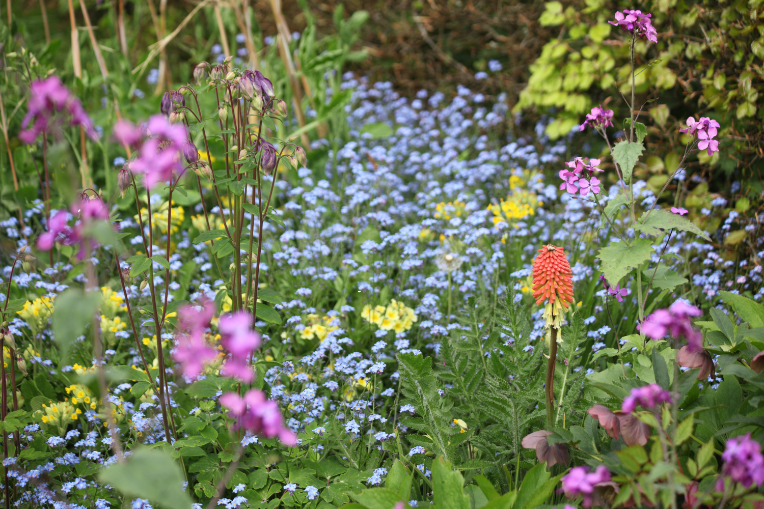 garden with varying height flowers