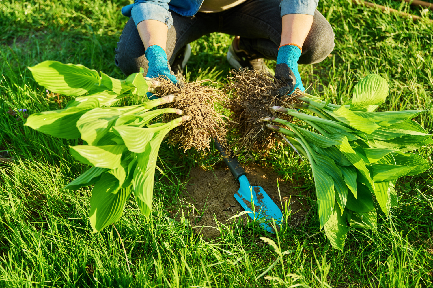 dividing hostas