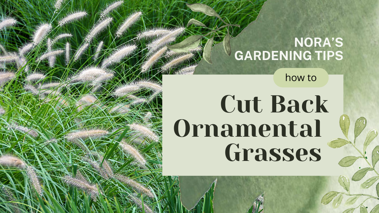 Cut Back Ornamental Grasses Thumbnail.png