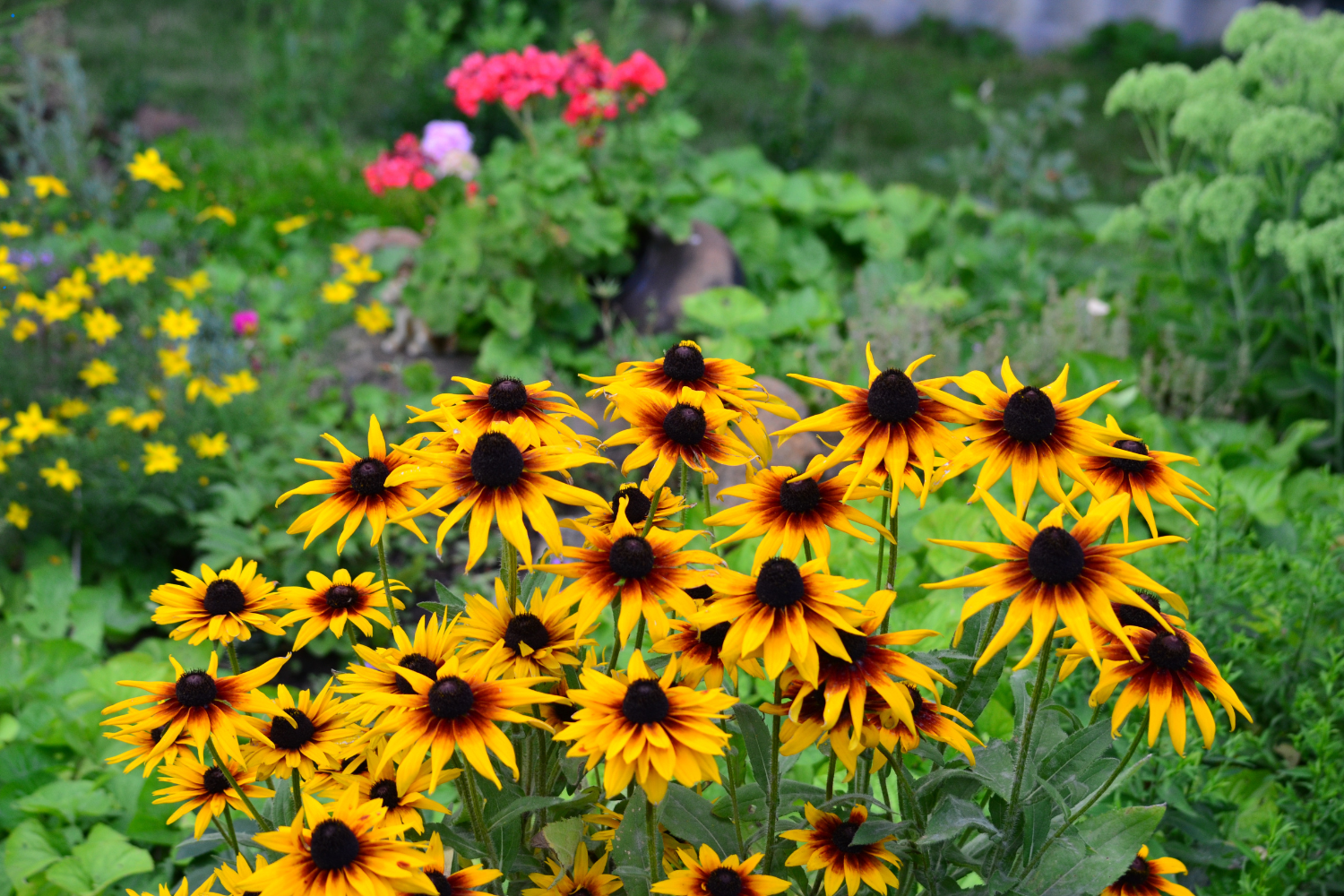 black eyed susans