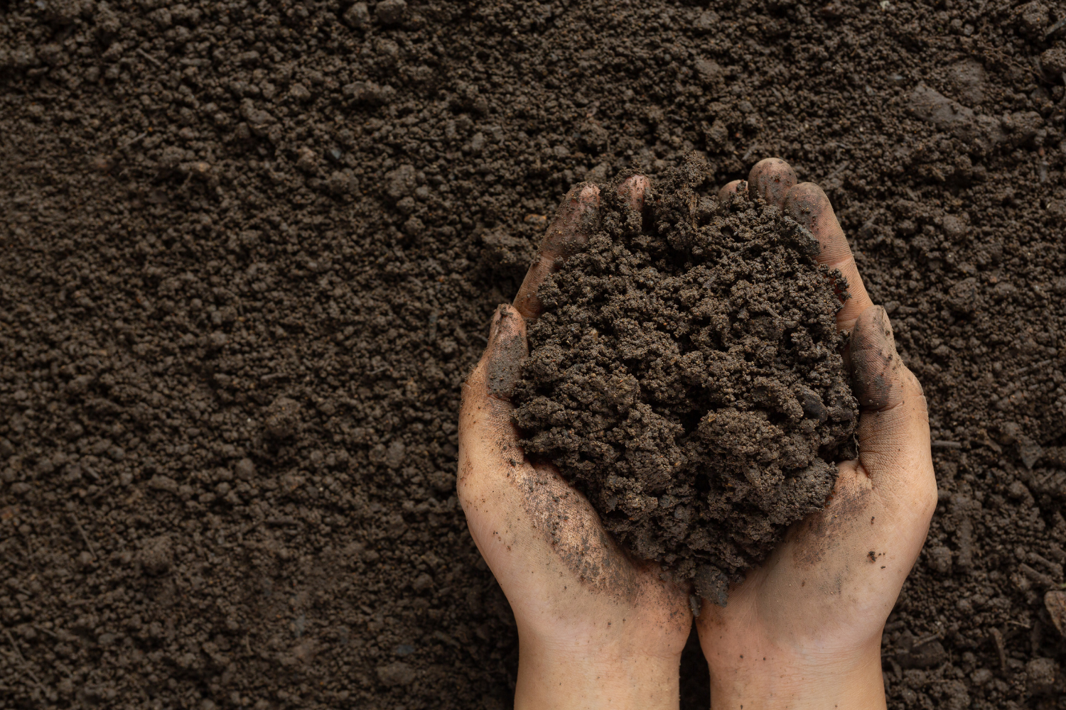 hands holding soil