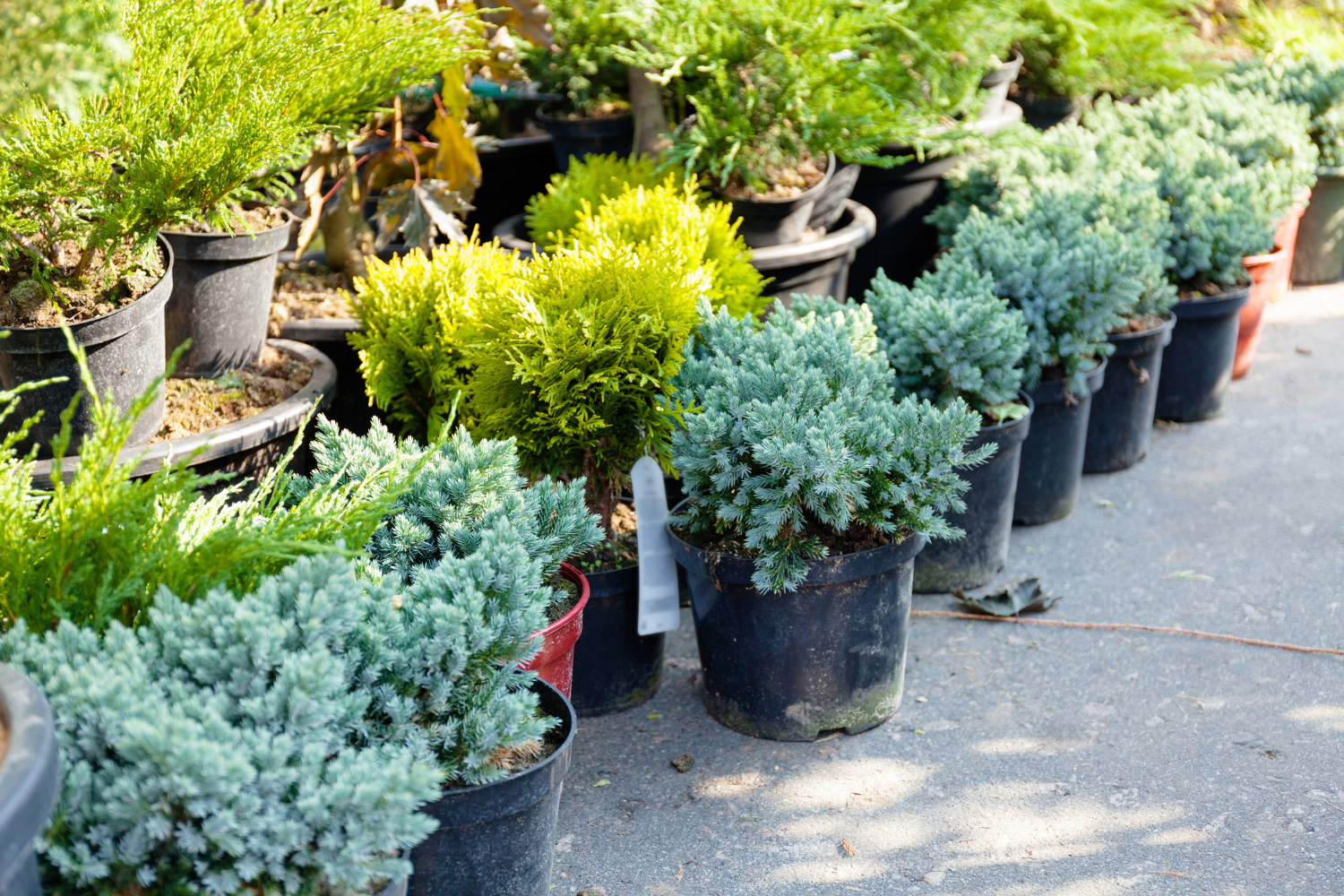 plants for sale in containers