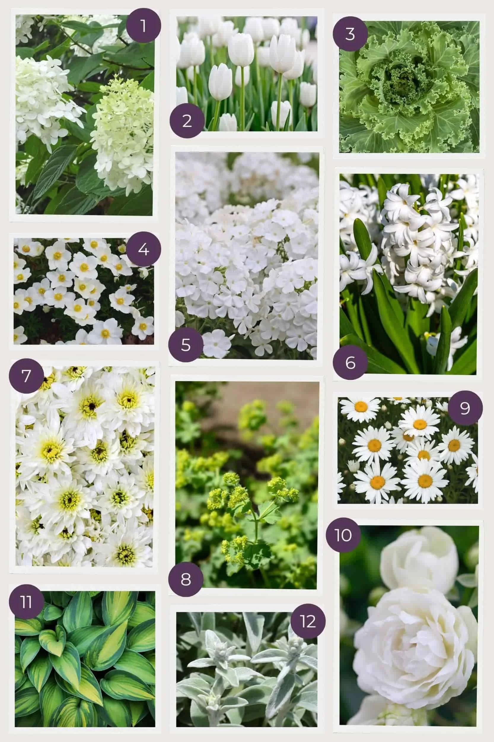 A plant list for three seasons of color