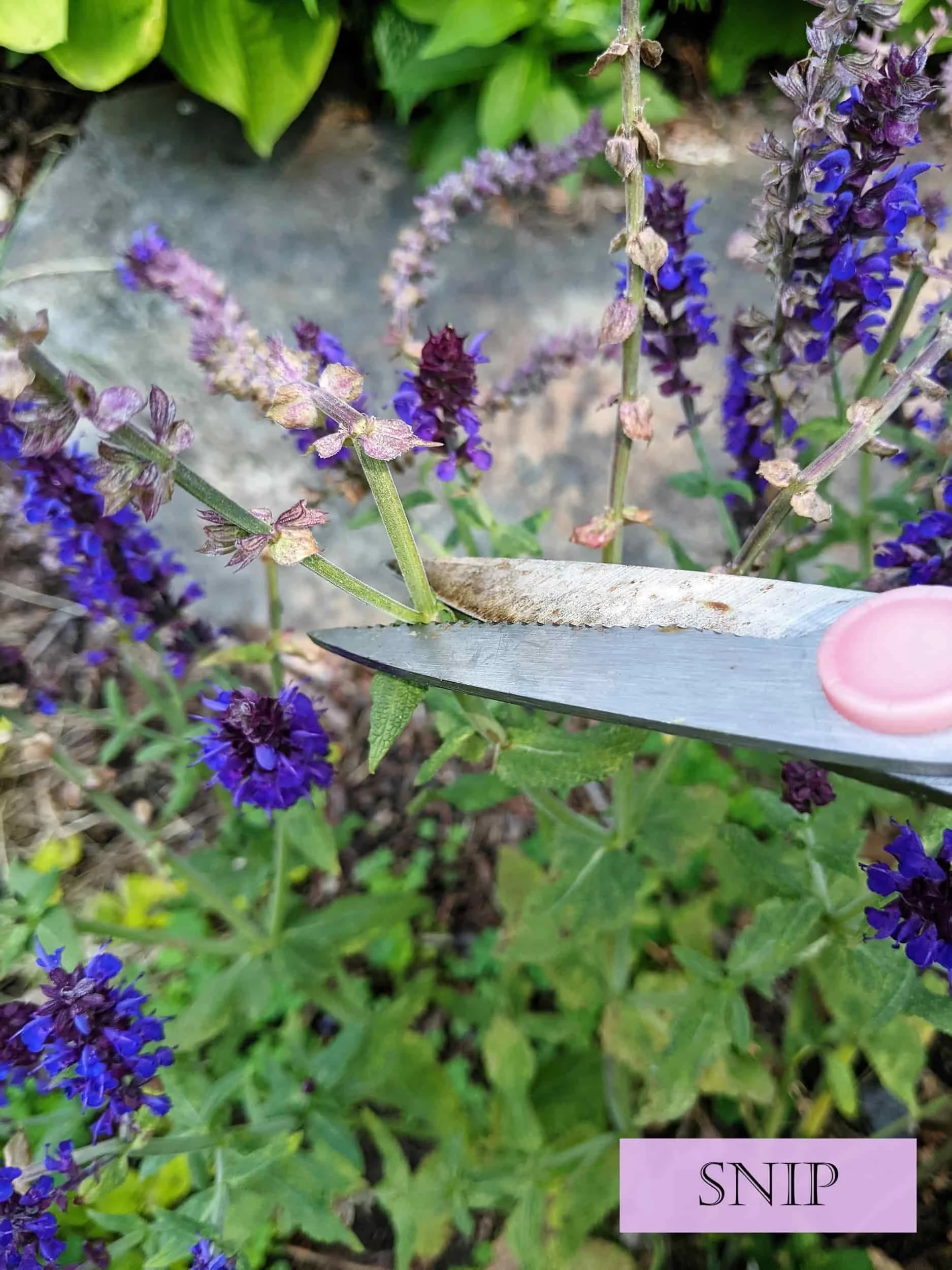 How To Deadhead Salvia — Garden designs for DIYers in WNY