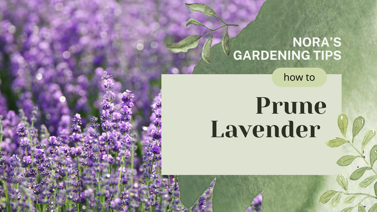 Pruning Lavender Thumbnail.png