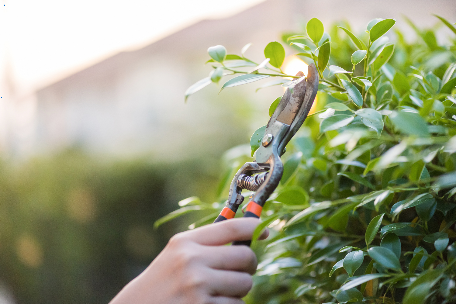 pruning shrubs