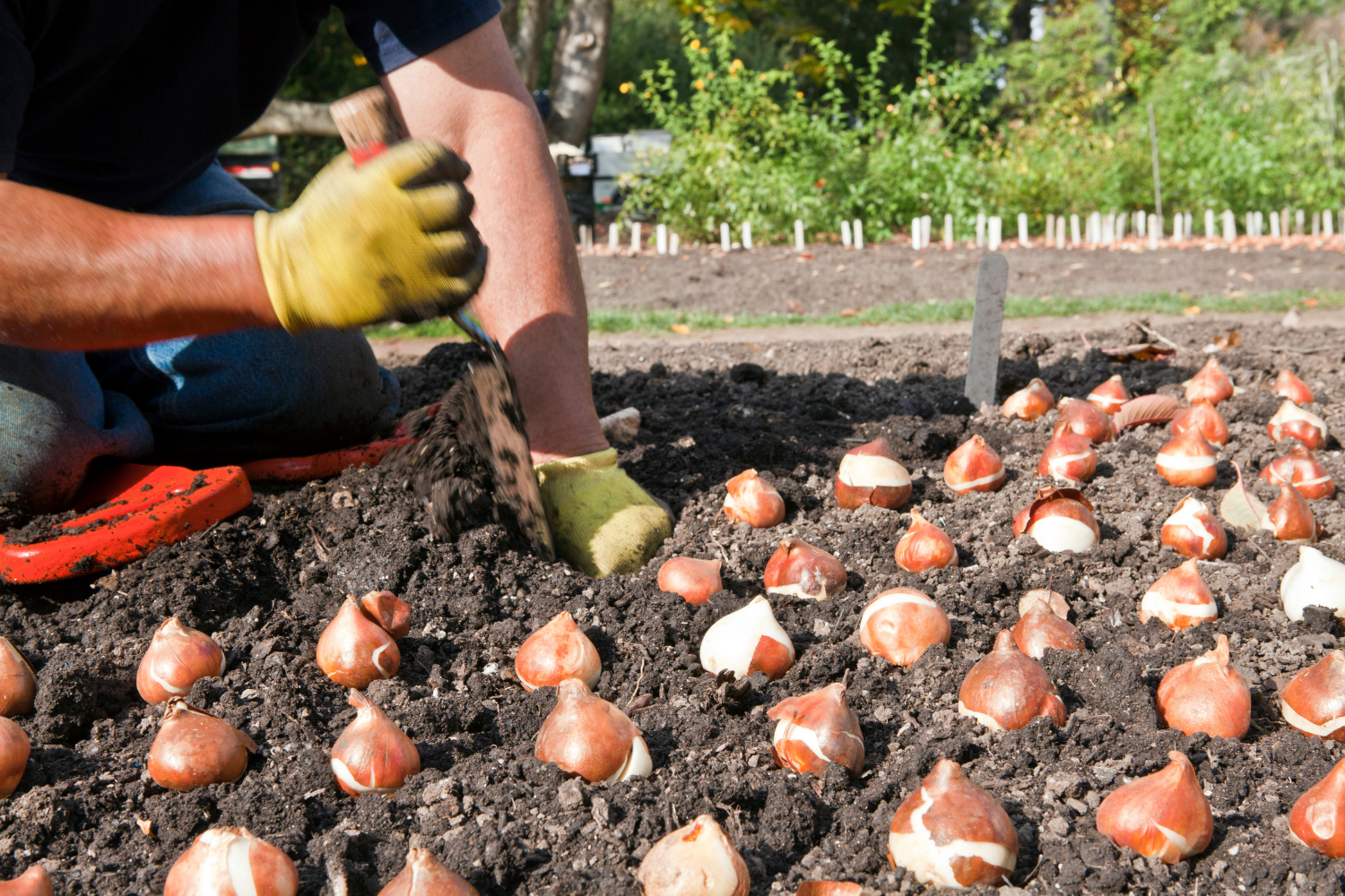 planting bulbs in a garden
