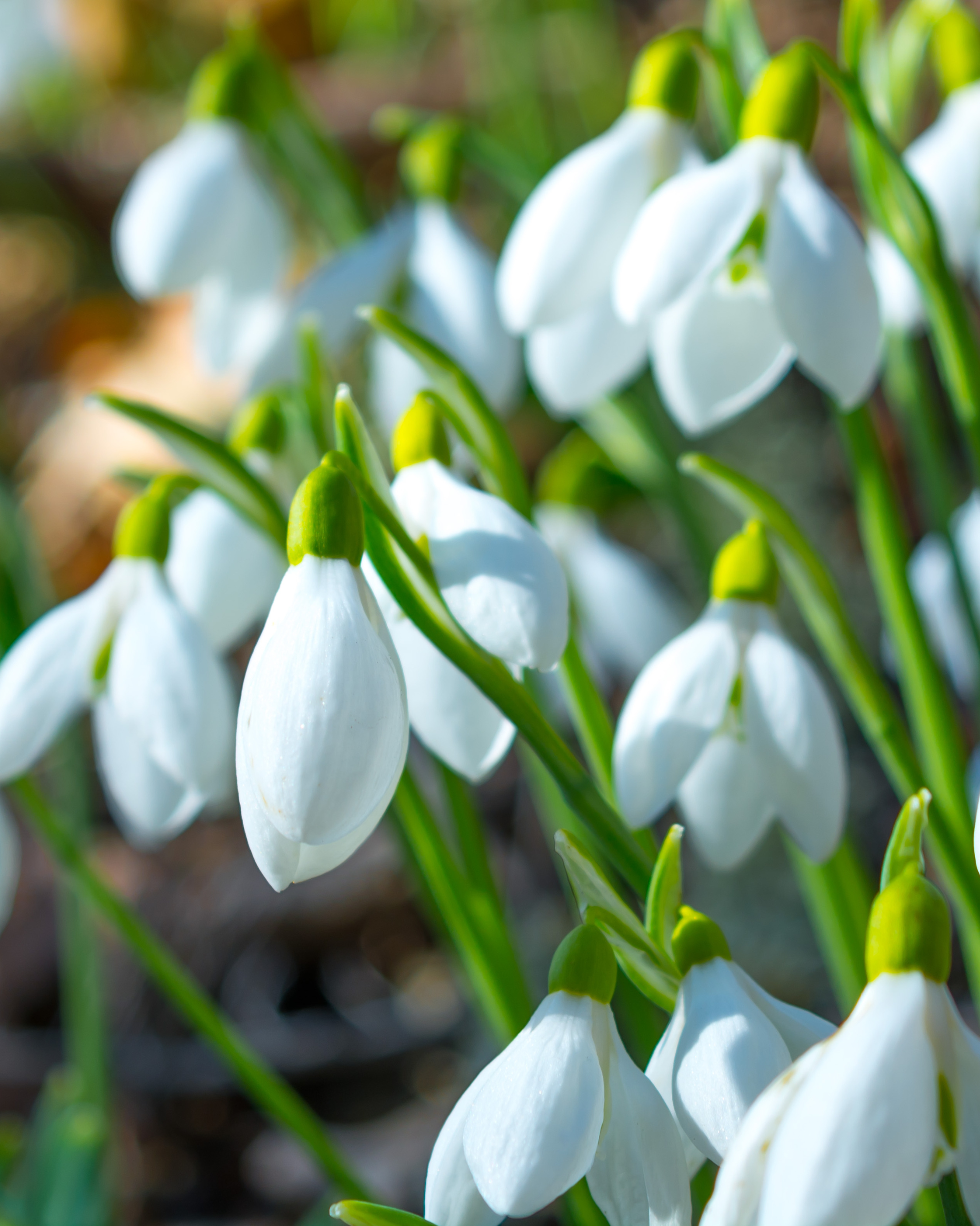 snowdrops