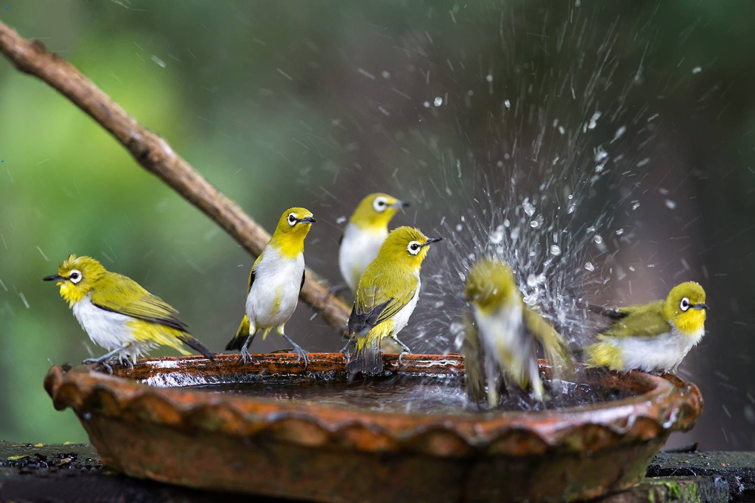 birds in a birdbath