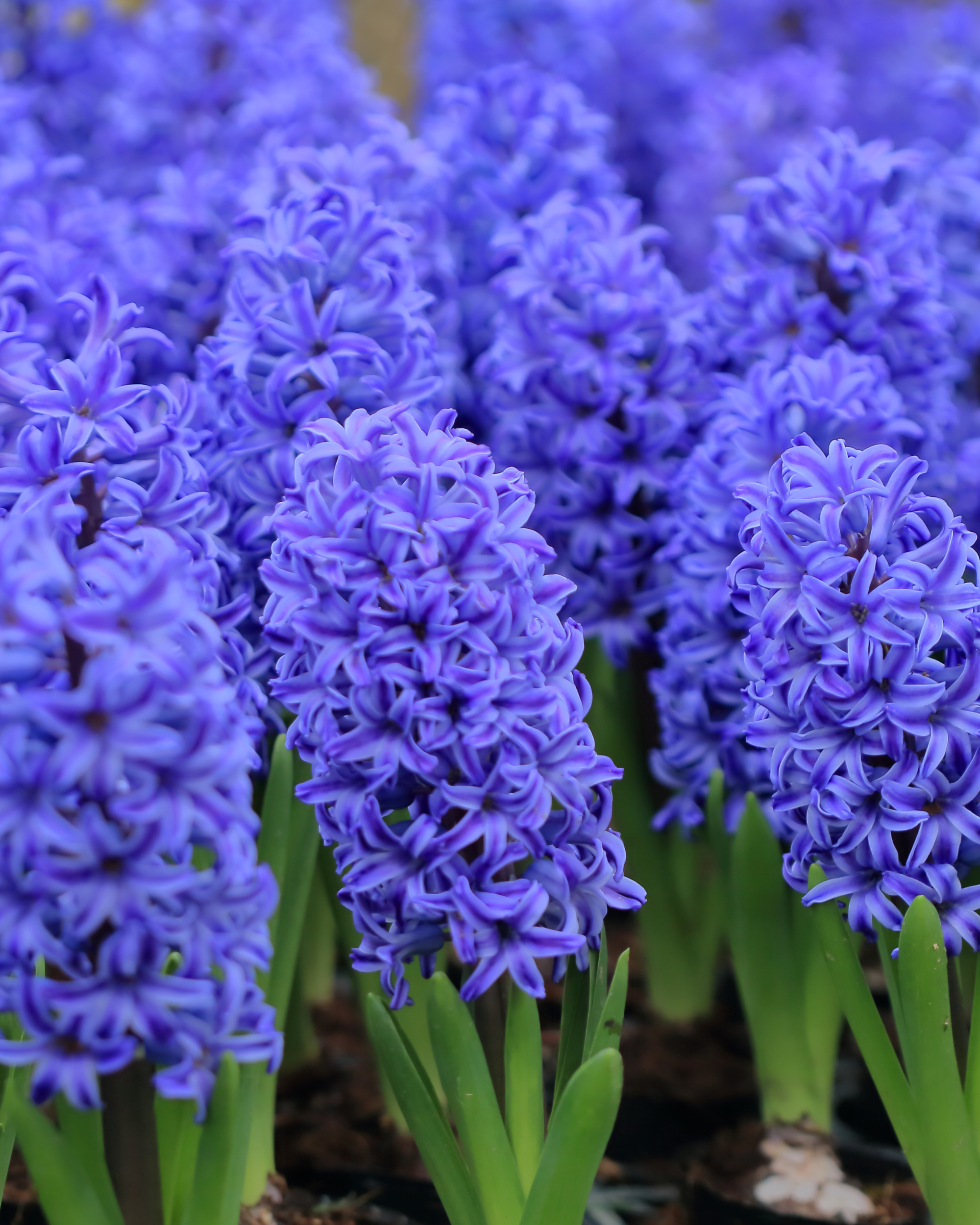 hyacinth