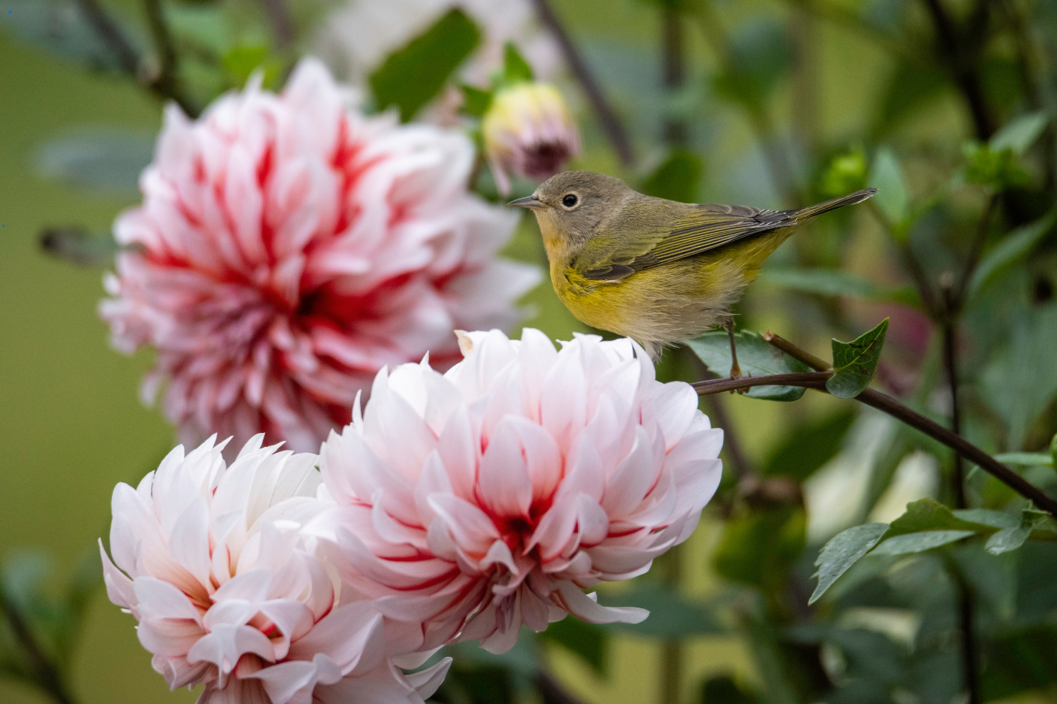 bird sitting on a branch