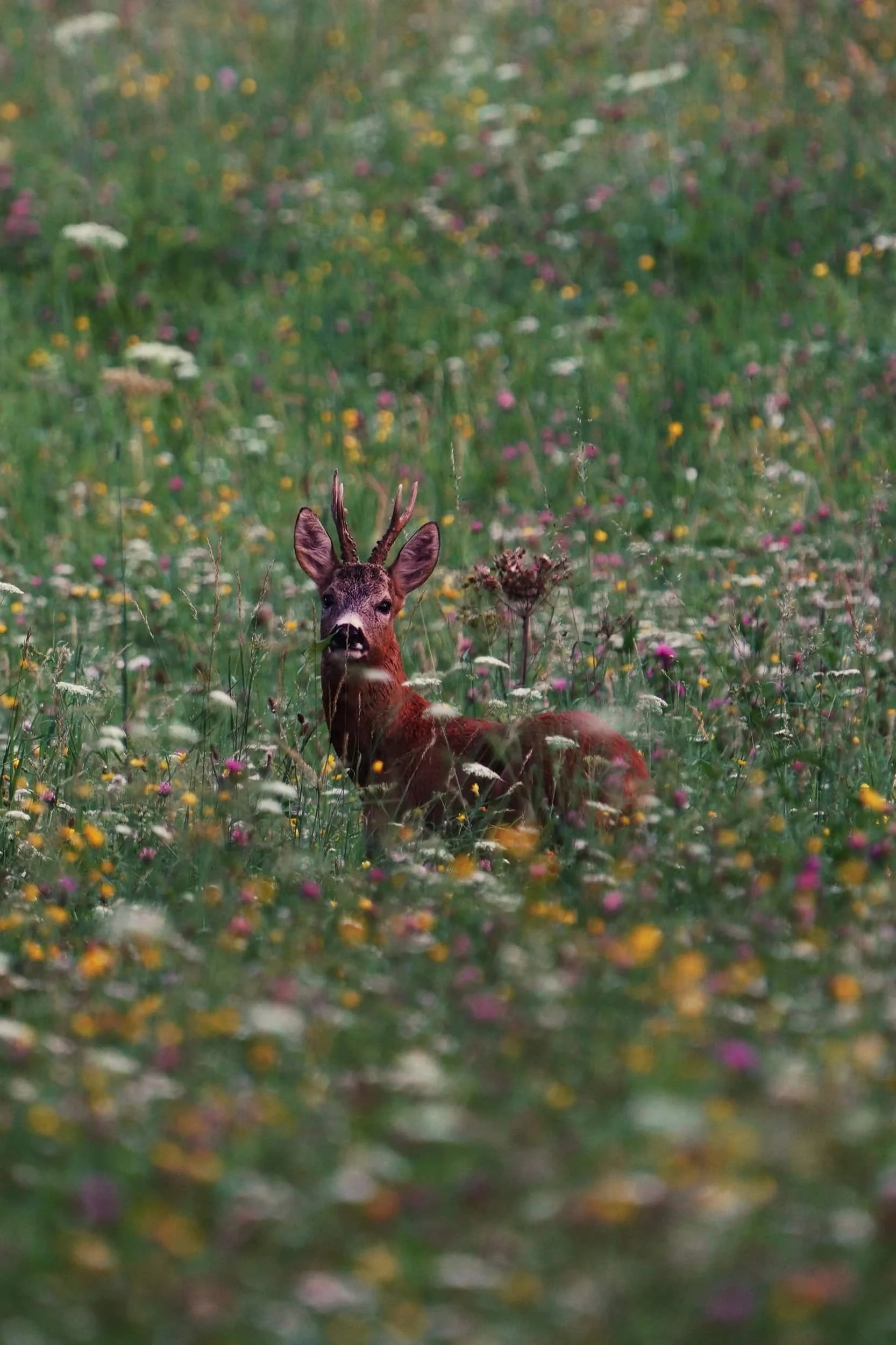 Deer in the Garden