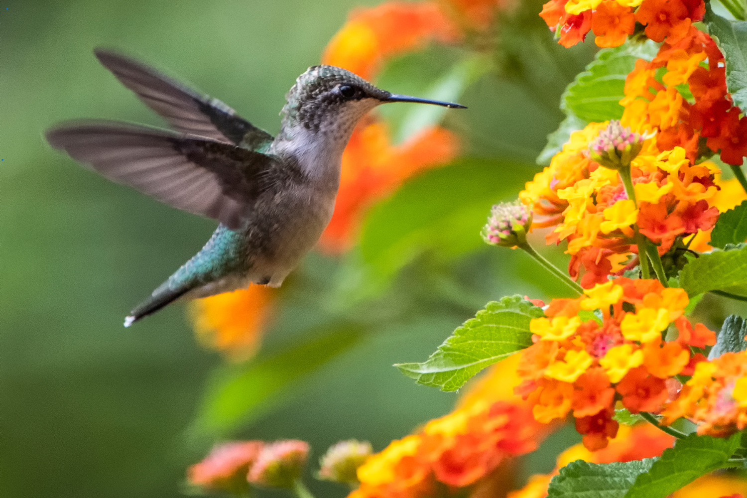 hummingbird in lantana