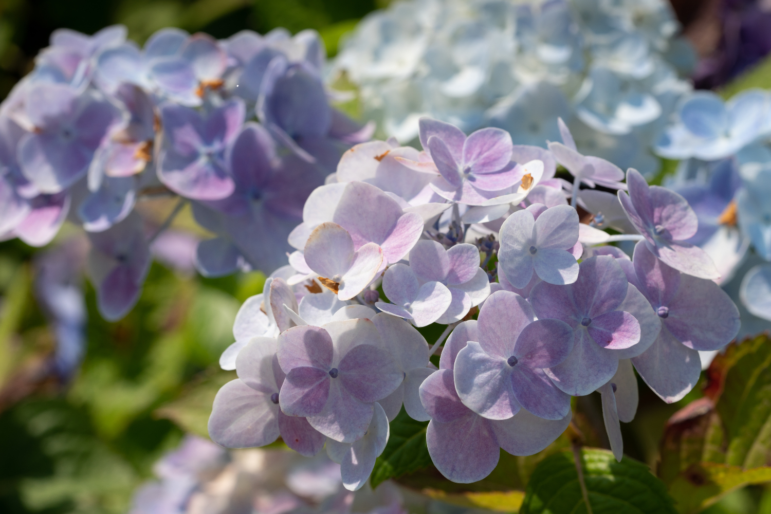 Close-up of purple and white hydrangea flowers outdoors.