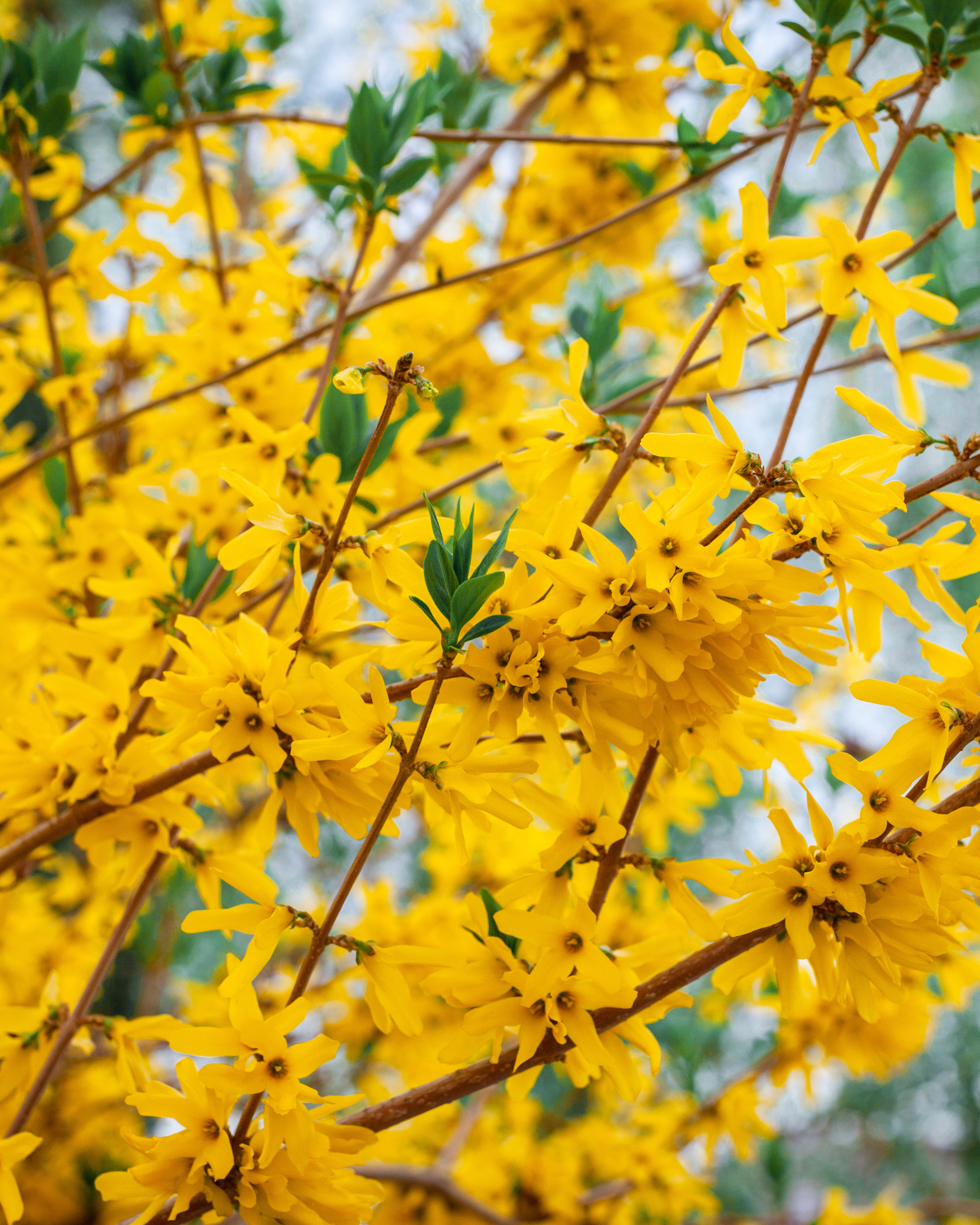 forsythia