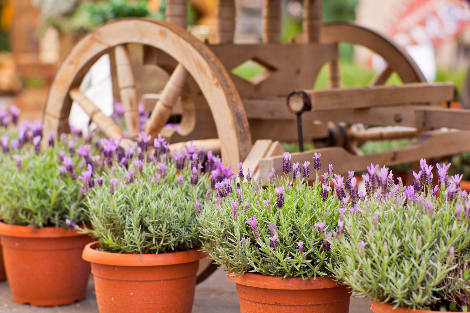 lavender in pots