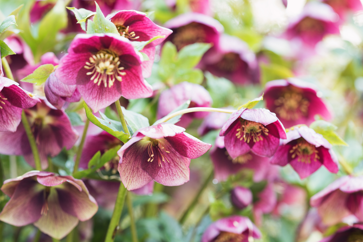 Close-up of pink and purple hellebore flowers with green leaves.