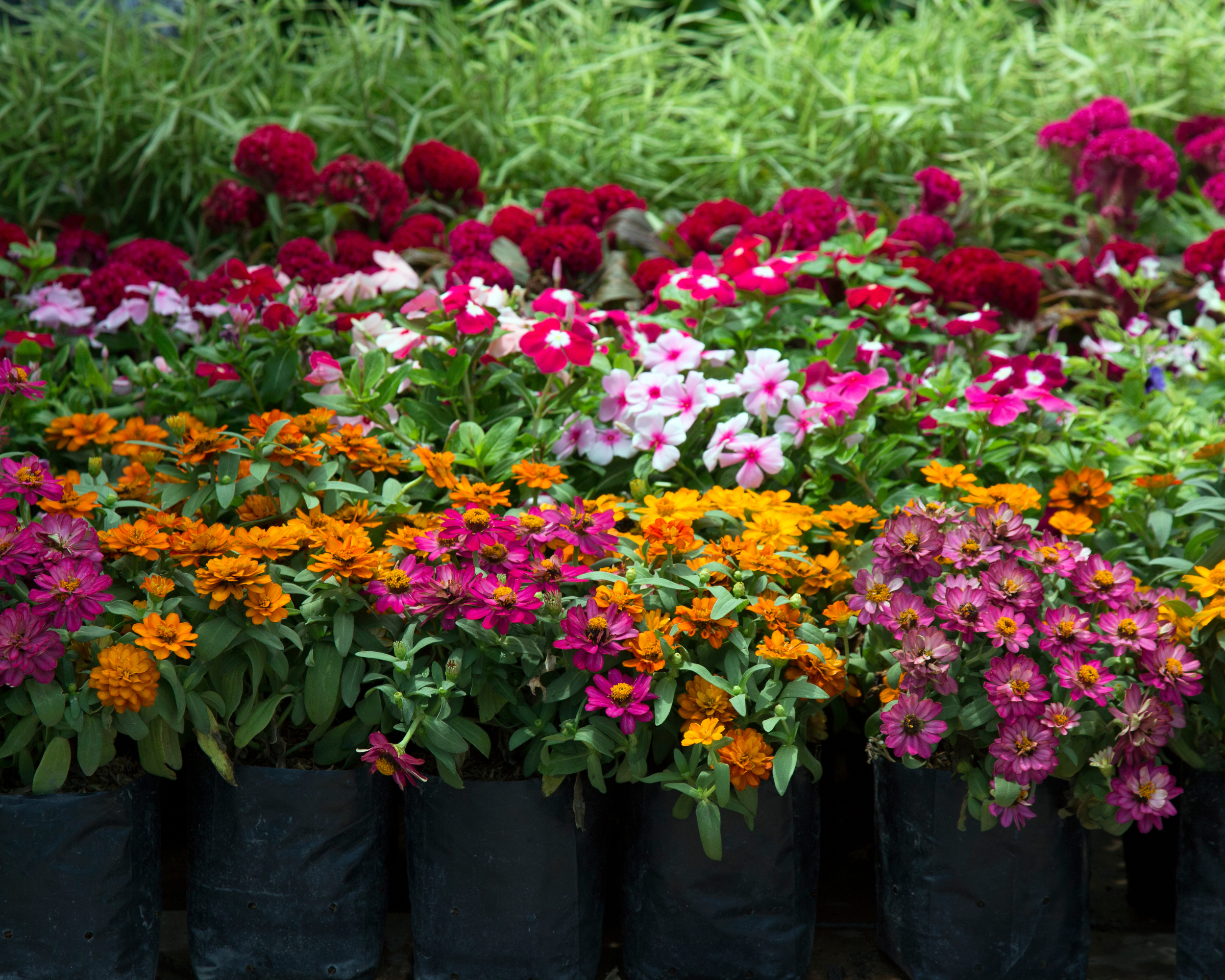 rows of annual flowers