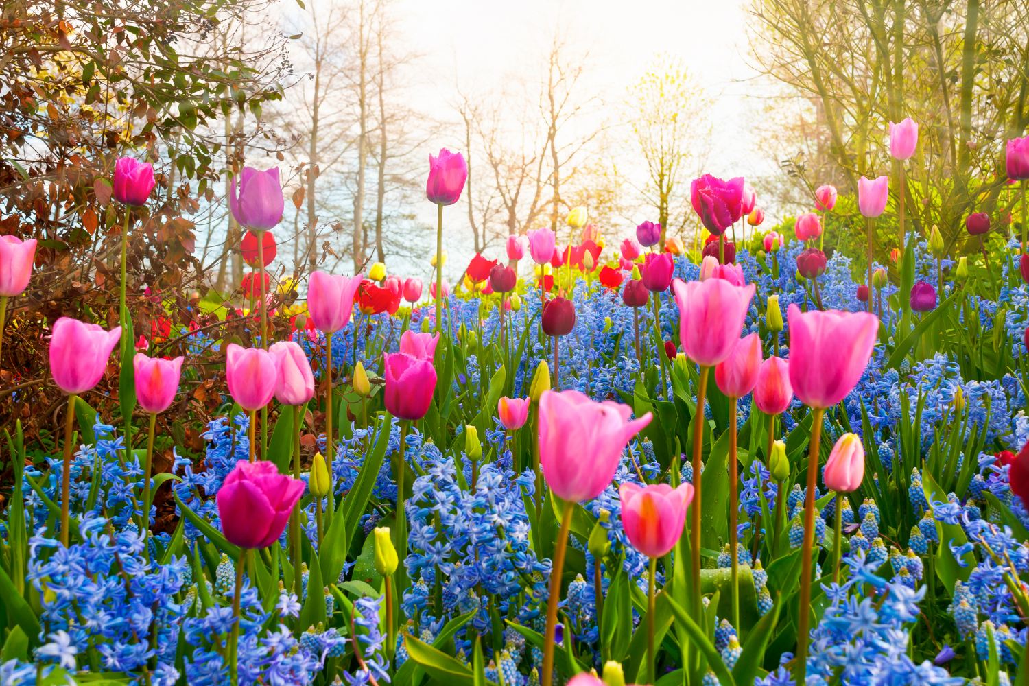 tulips and hyacinths in bloom