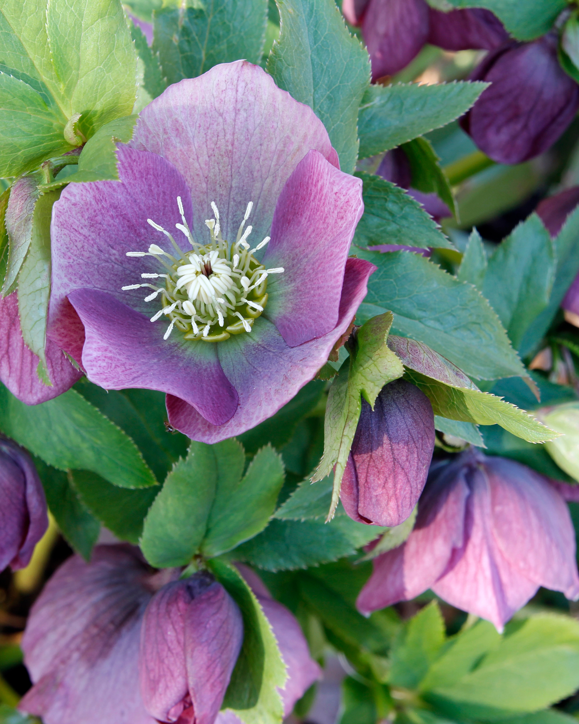 hellebore