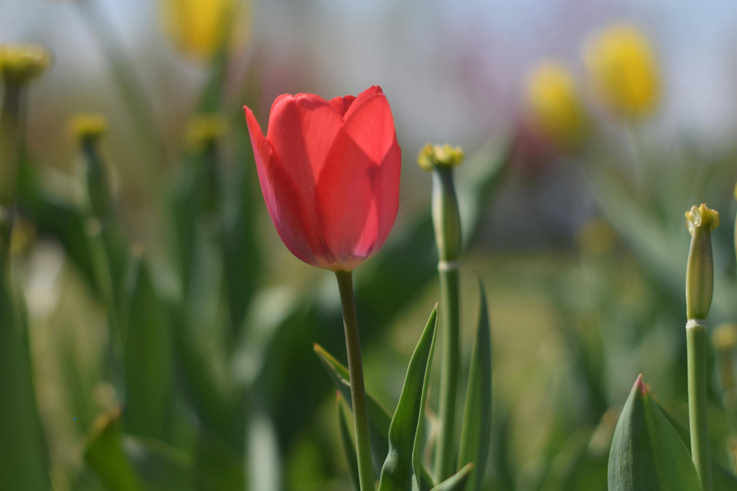 a single red tulip