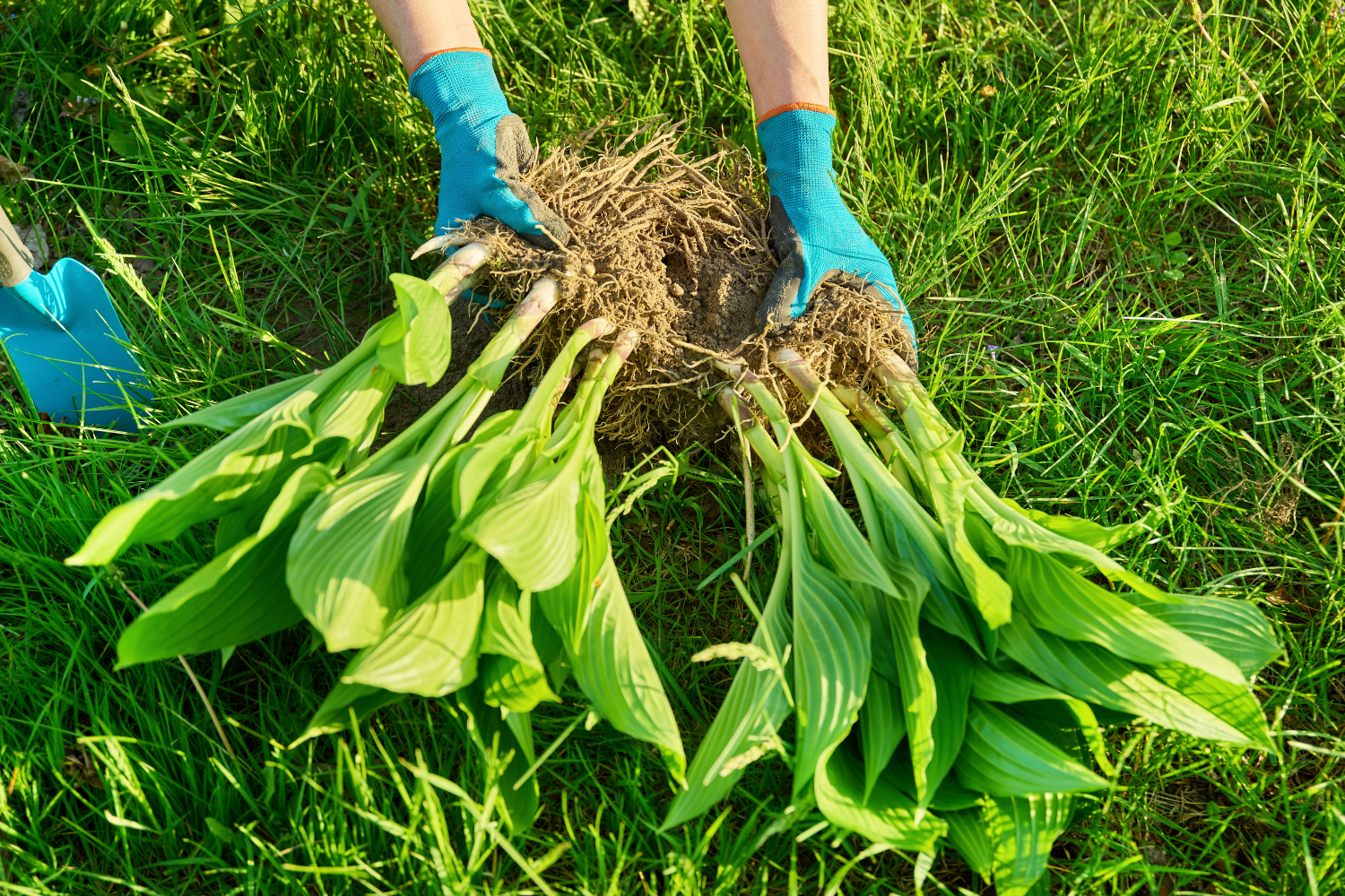 dividing hostas