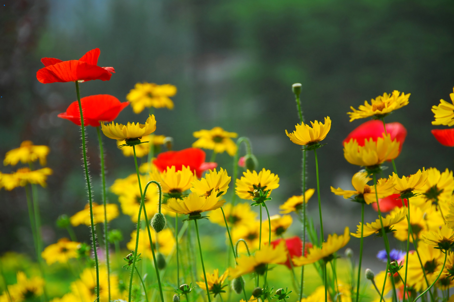 closeups of flowers