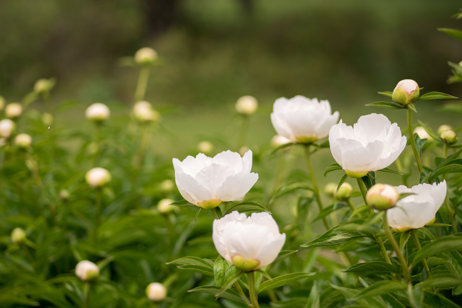 White peony flowers blooming in a green garden.