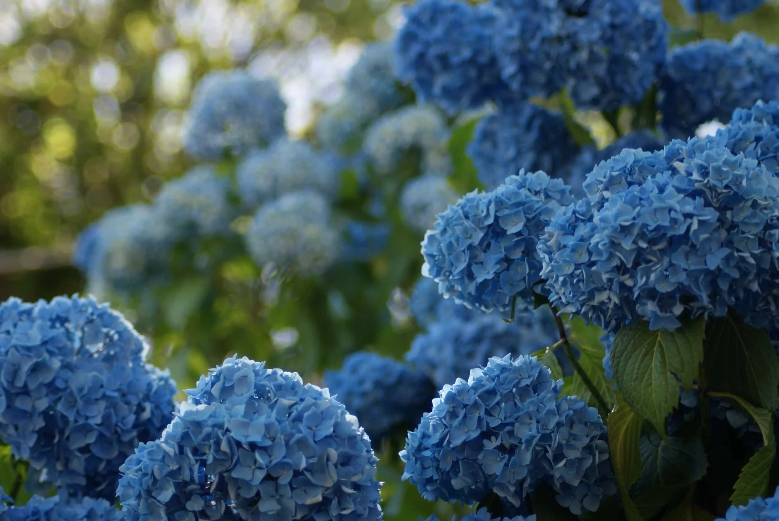 Close-up of blue hydrangea flowers in bloom.